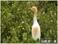 濕地中的白色鳥類停棲在枝條上