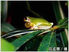 濕地環境中的蛙類近照